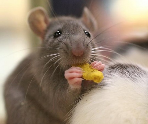 Дом и ремонт: Как бороться с крысами в квартире?