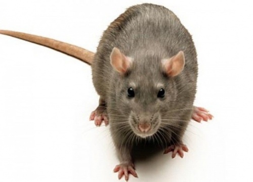 Дом и ремонт: Как бороться с крысами в квартире?
