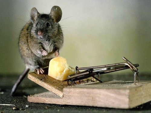Дом и ремонт: Как бороться с крысами в квартире?